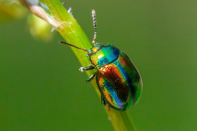 Pest Control Image